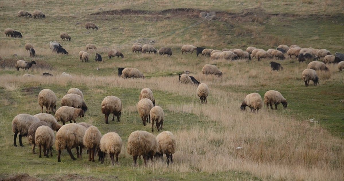 Küçükbaş Hayvancılığa Destek Projesi Yetiştiricilere Can Suyu Olacak