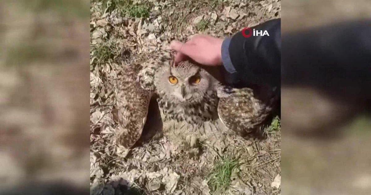 Elazığ'da Nesli Tehlike Altındaki Baykuş ile Etkileyici Buluşma