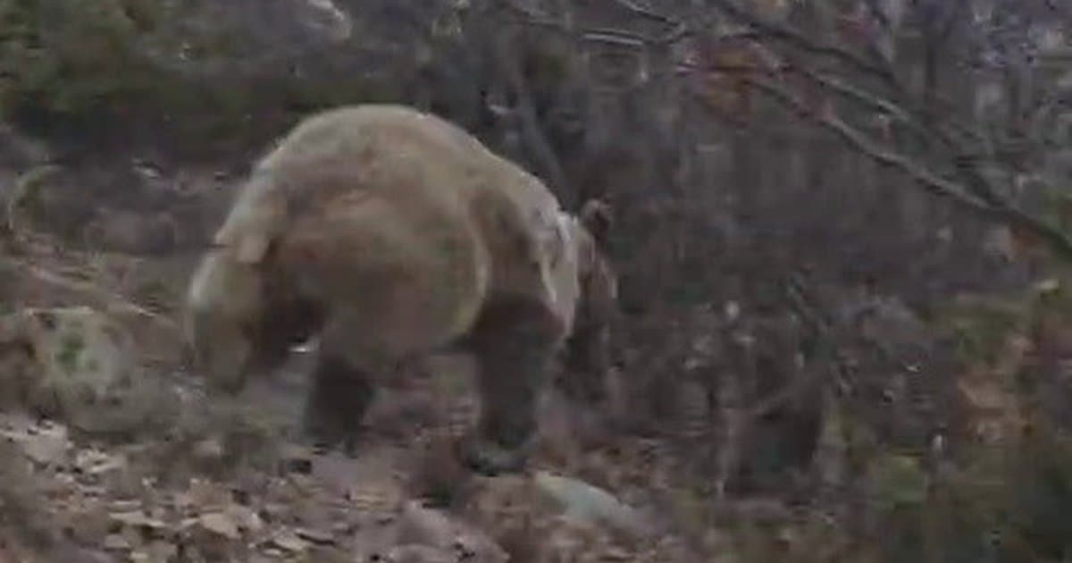 Erzurum'da Kuş Gözlemi Sırasında Ayı ile Karşılaşma