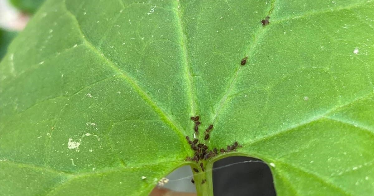 Kaz Dağları'nda yeni böcek türü keşfi