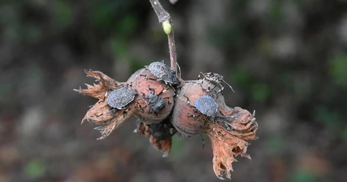 Kahverengi kokarca mücadelesinde son durum