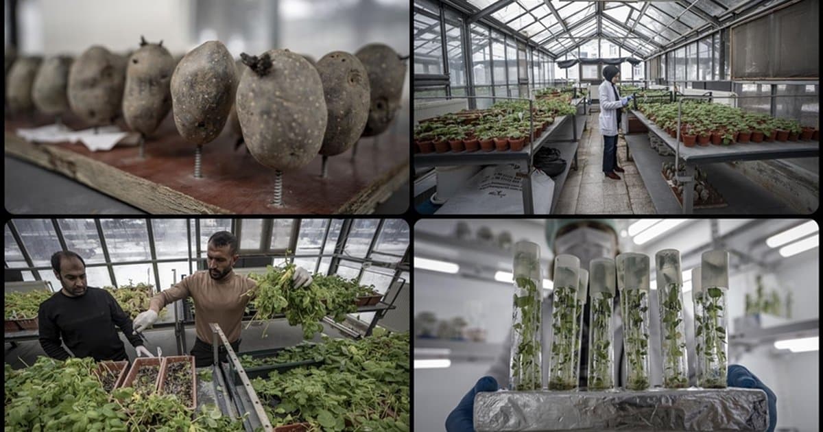 Erzurum'da yerli patates çeşitleri geliştiriliyor