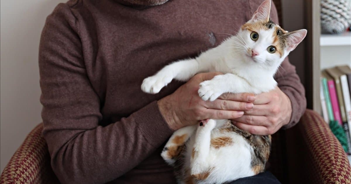 Sigara evcil hayvanları nasıl etkiliyor?