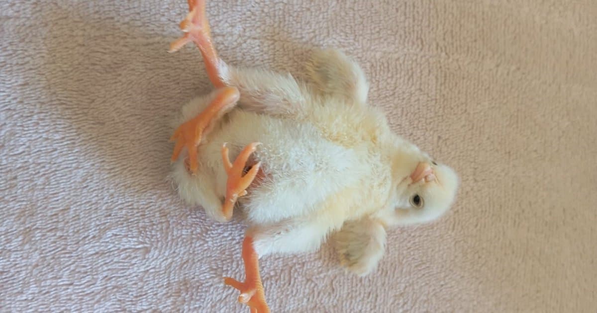 Diyarbakır'da dört ayaklı civciv doğdu