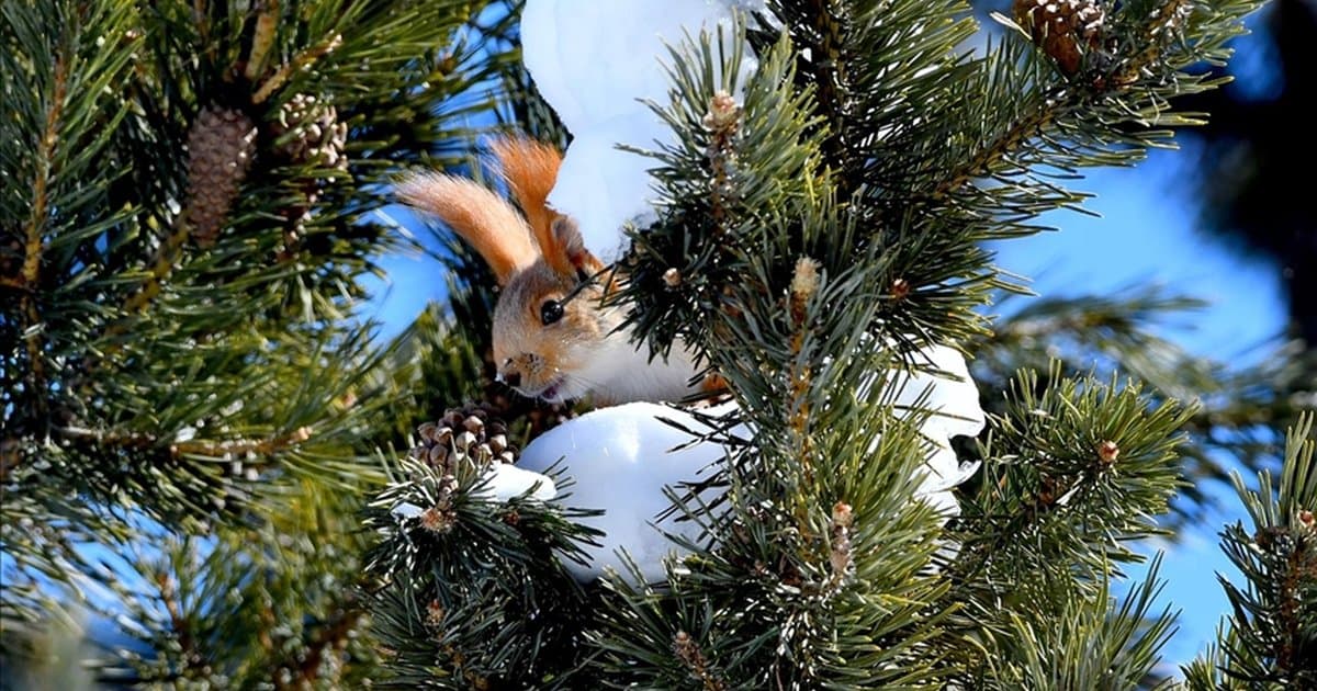Kars'ta kar yağışı sonrası yaban hayvanları görüntülendi