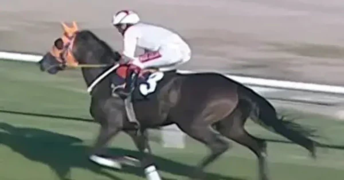 Mersin'de kavurma skandalı: At eti bulundu