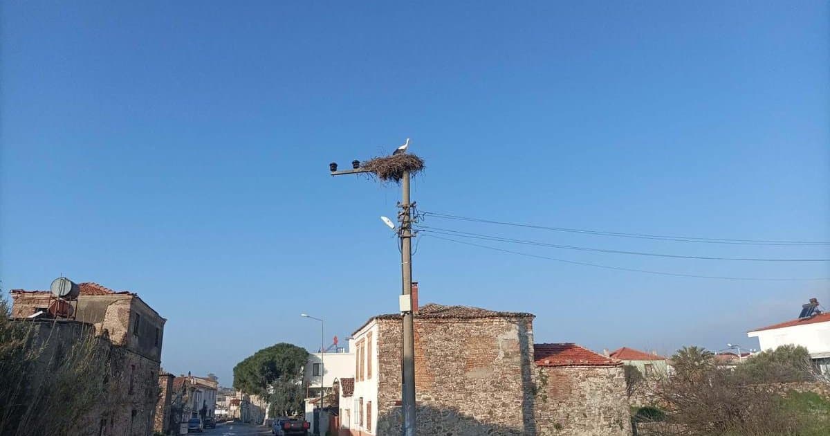 Ayvalık'ta ilk leylek yuvasına döndü