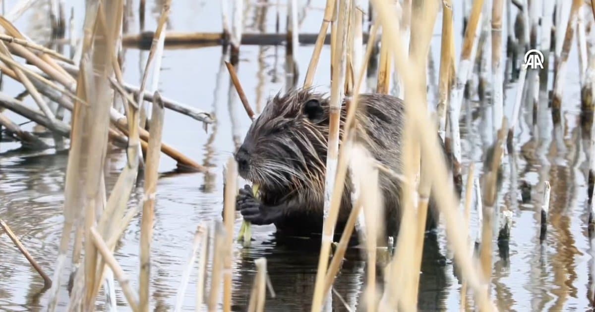 Ağrı Dağı'nda su maymunu görüntülendi