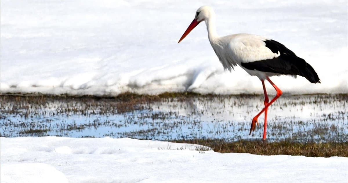 Leylekler Kars'a geldi, bahar müjdesi