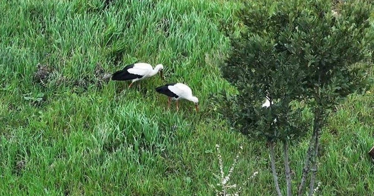 Leylekler İstanbul'da Millet Bahçesi'nde Mola Verdi