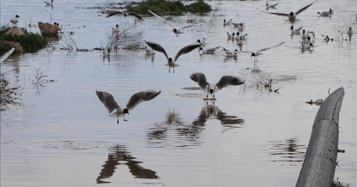 Çekerek Sürayyabey Barajı'nda doluluk oranı iki kat arttı