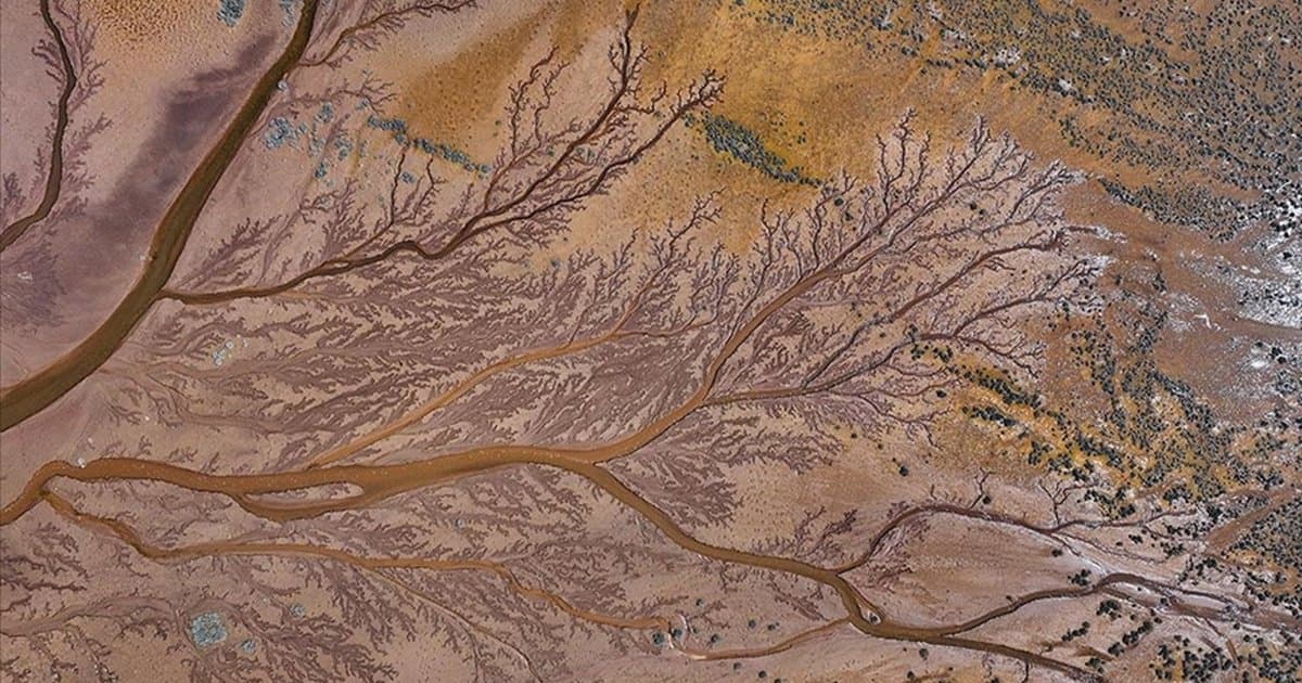 Tuzla Palas Gölü'nde su izleri ağaç dallarını andırıyor