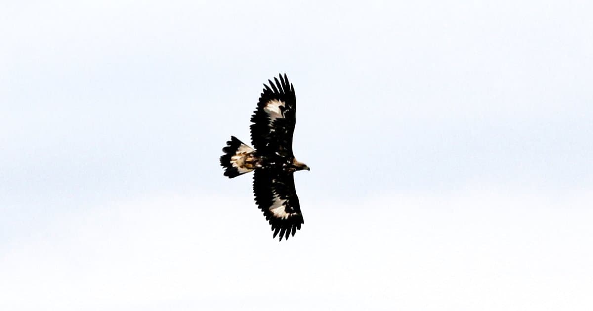 Kaya Kartalı: 320 km/s Hızla Uçan Yırtıcı