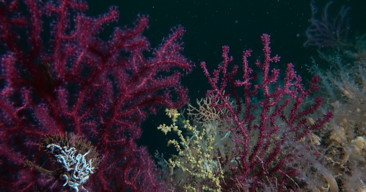 Bakan Kurum: Mercanları yaşamla buluşturuyoruz