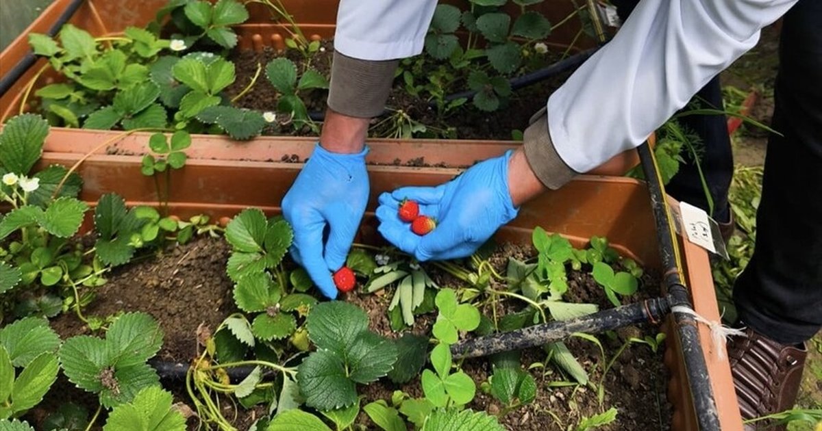 Karadeniz yosunlarından elde edilen gübreyle çilek üretimi