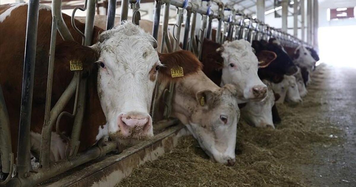 Küçük ölçekli besicilere 108 bin baş hayvan desteği