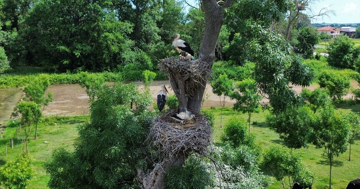 Kızılırmak Deltası'nda leylekler yavrularını büyütüyor