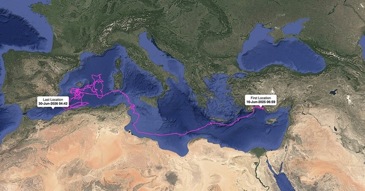Caretta carettalar binlerce kilometre yol katetti