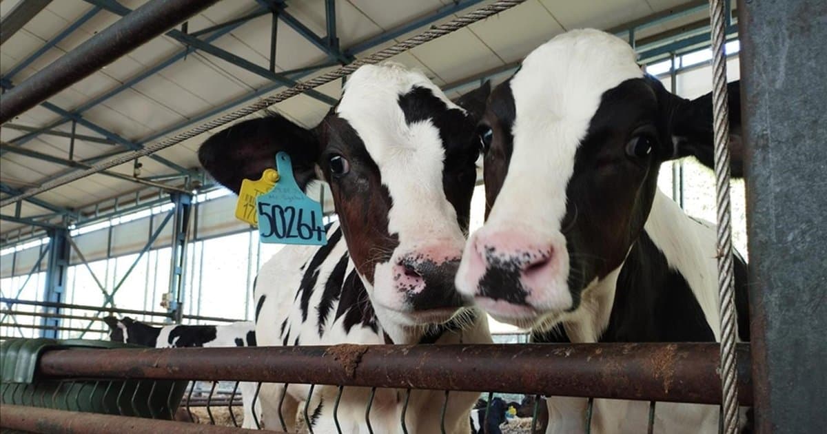 Yerli eksper pipet kiti küresel pazarda