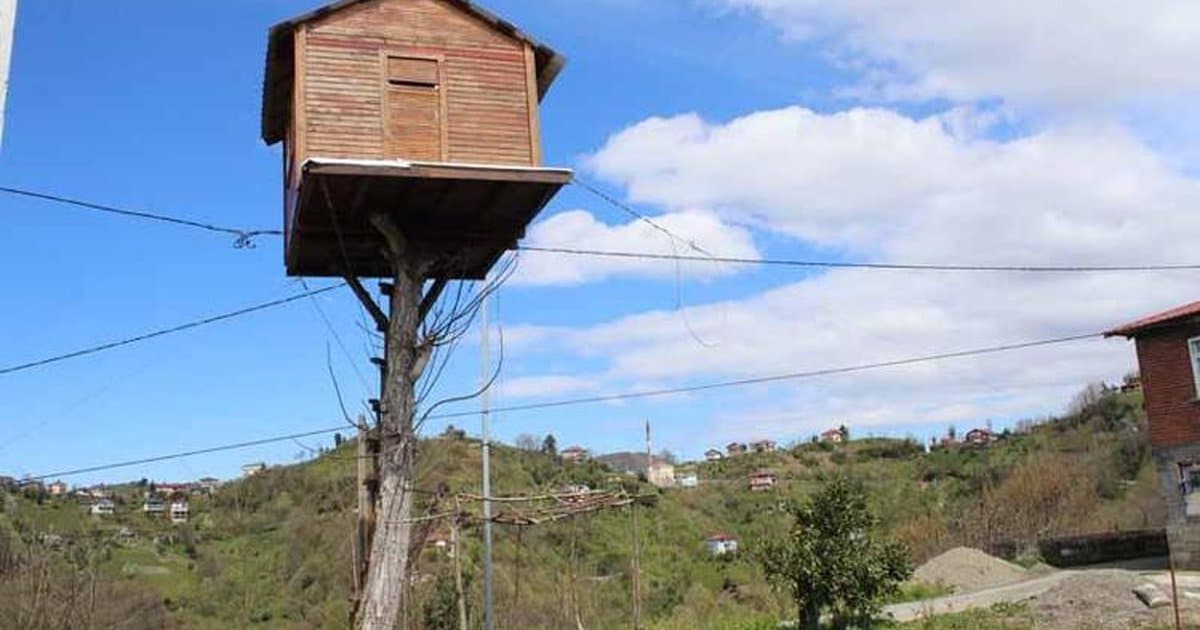 Rize'de 7 metre yüksekliğe ağaç ev yaptı