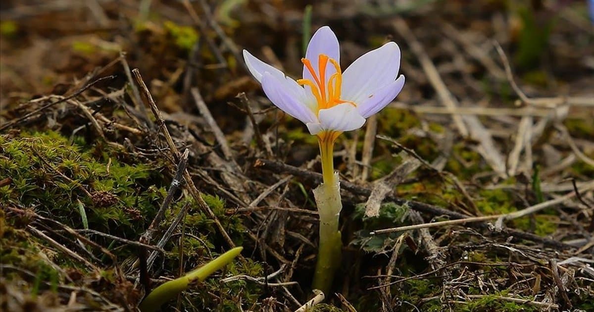 İkinci cemre suya düştü mü, ne zaman düşecek? 2026 Cemre Düşme Tarihleri