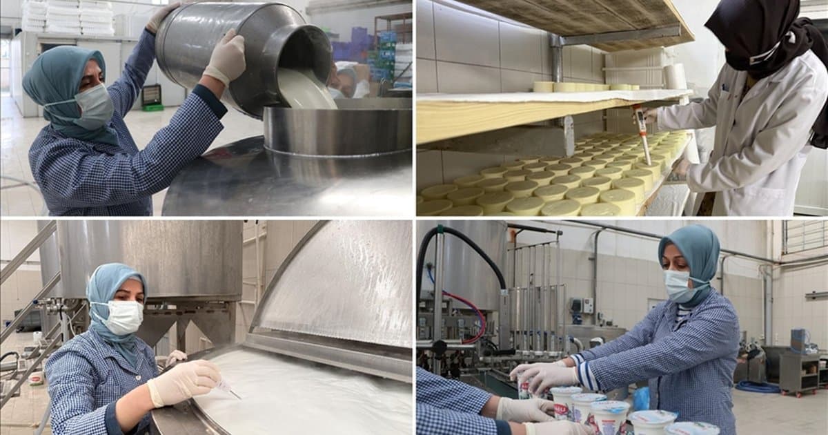 Tekirdağ'da kadınlar 7 ton sütü lezzete dönüştürüyor