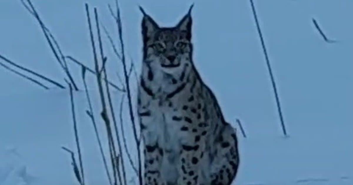 Nesli tükenme tehlikesi altındaki vaşak karlı arazide görüntülendi