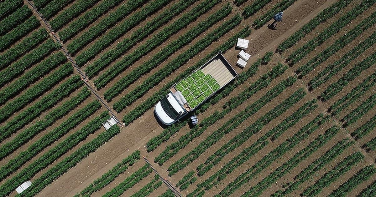 Tarımsal girdi fiyat endeksi ocakta yüzde 30,59 arttı