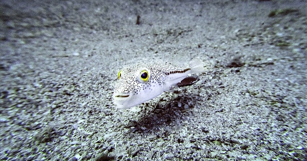 İstilacı Türlerle Mücadelede Yeni Düzenlemeler