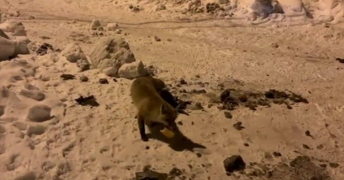 Köylü, her gün evine gelen tilkiyi ekmekle besliyor