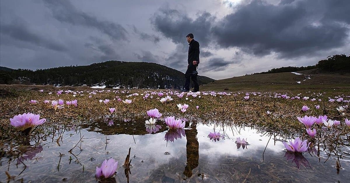 Yozgat'ta çiçekler açtı, doğa renklendi