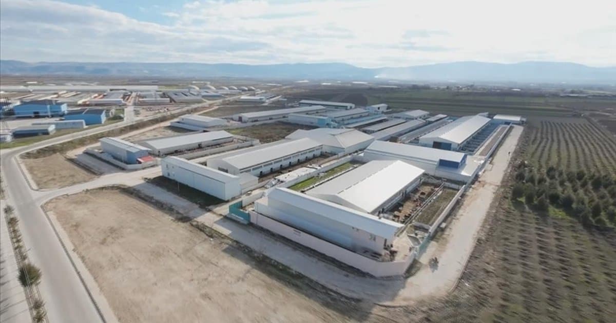 Amasya Suluova Besi OTB kırmızı et üretimine katkı sağlıyor