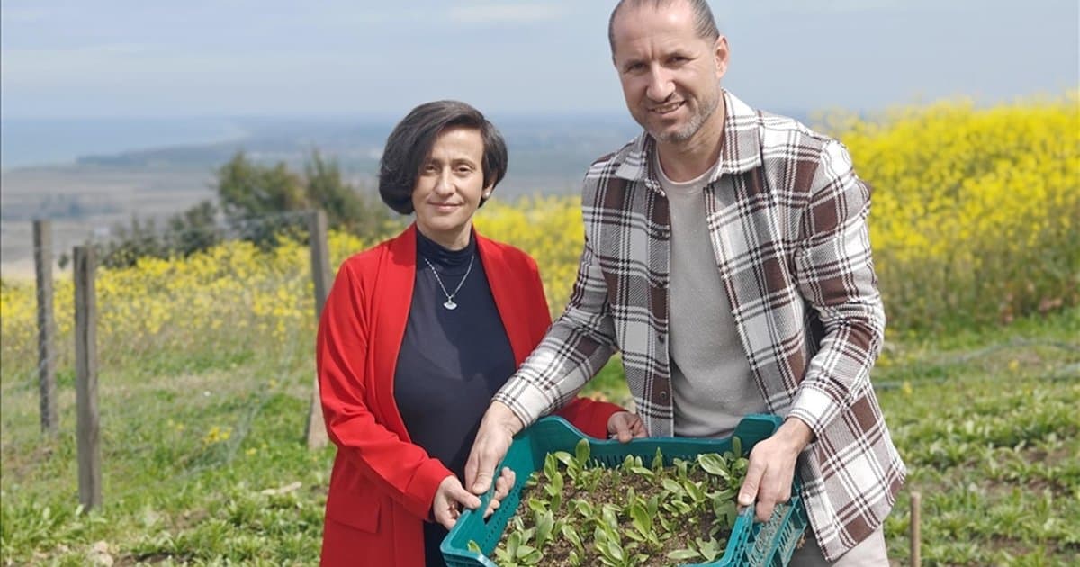 Samsunlu çift ak zambak soğanı ihraç etmek istiyor