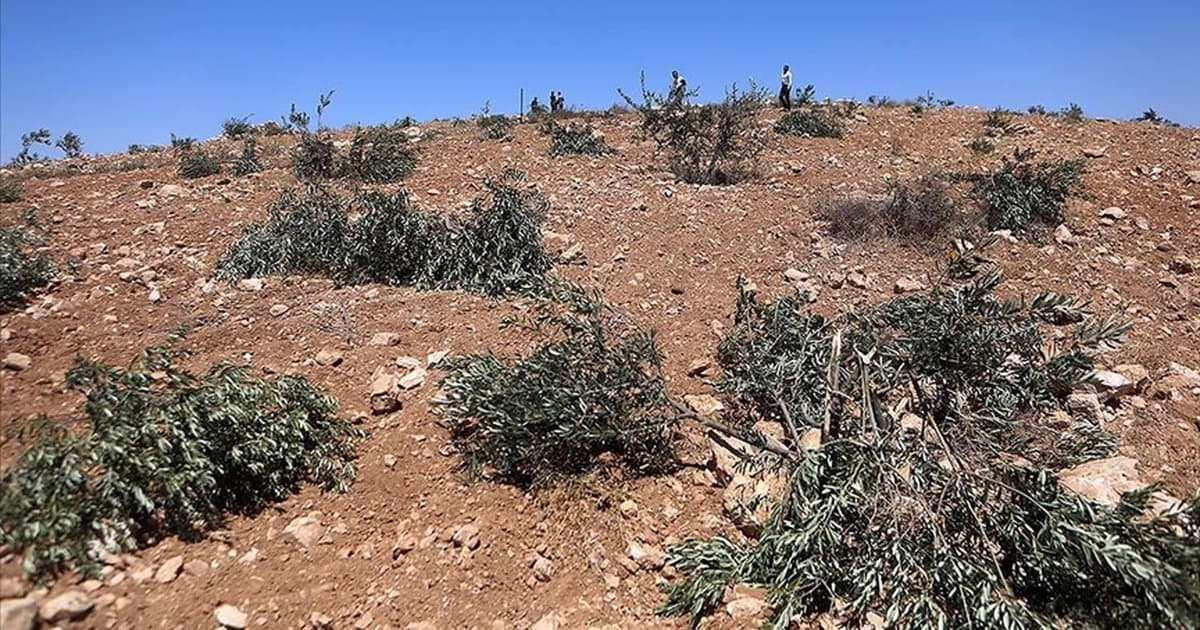 İsrailliler Batı Şeria'da zeytin ağaçlarını söktü, çobanlara saldırdı