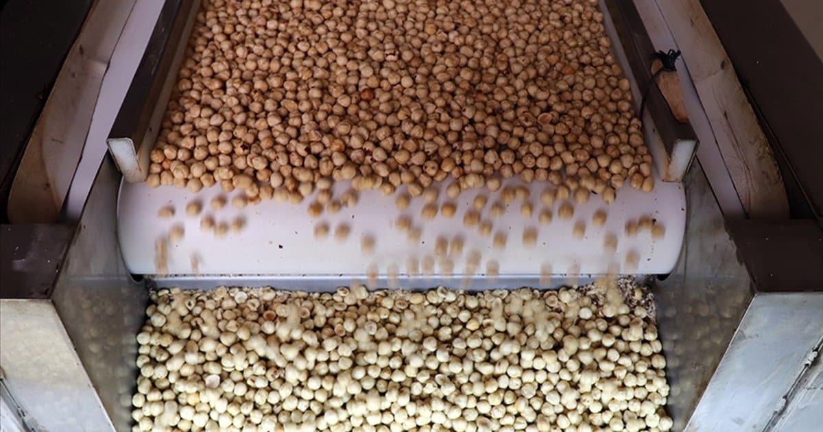 Türkiye'nin fındık ihracatında 7 ayda 1,4 milyar dolar gelir