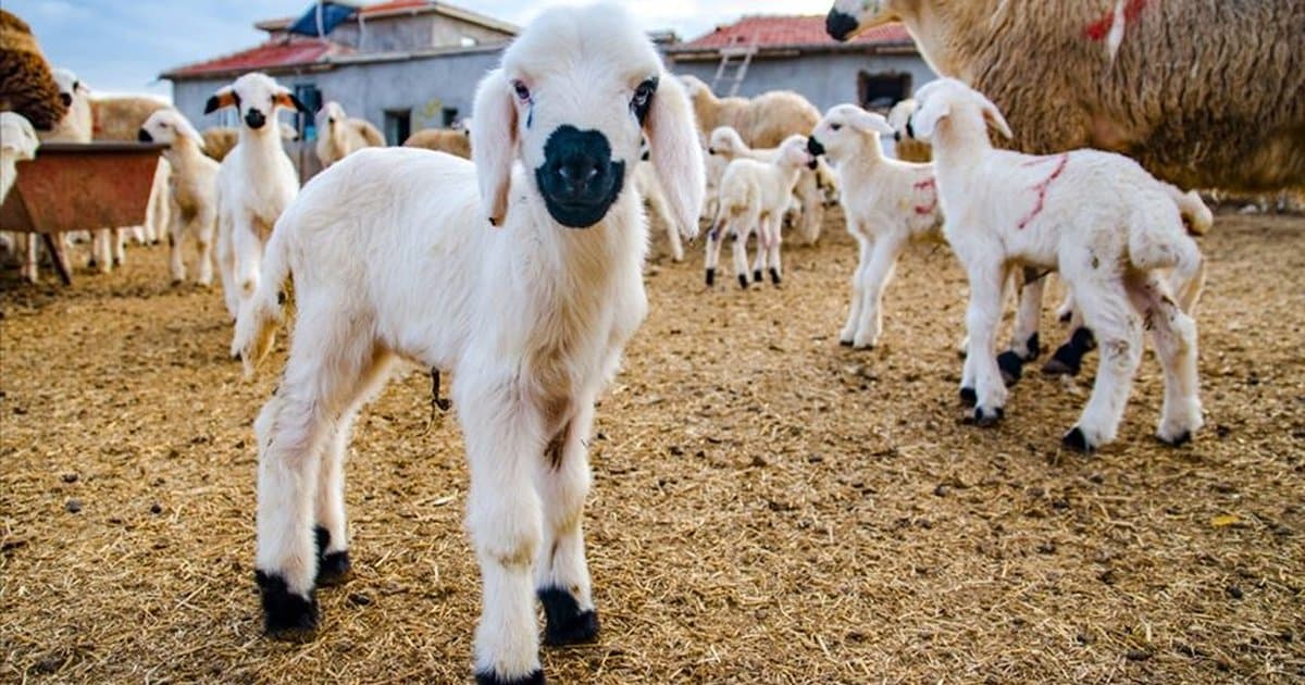 Kırsalda Bereket Küçükbaşa Destek Projesi Detayları