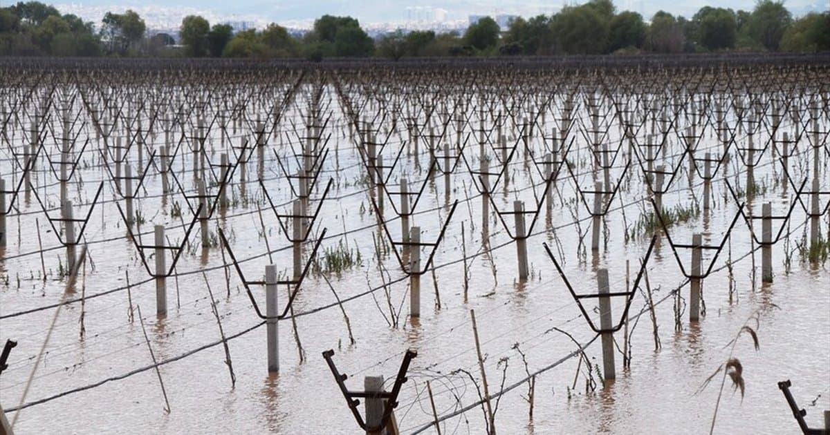 Manisa'da Gediz Nehri taştı, bağlar su altında kaldı
