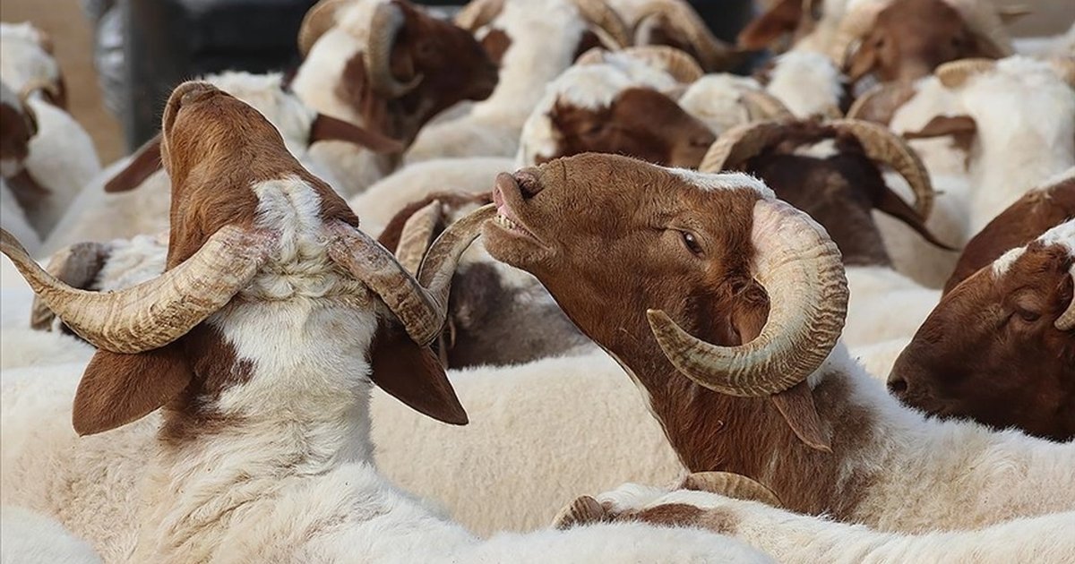 9 Günlük Kurban Bayramı Tatili Ne Zaman Başlıyor?