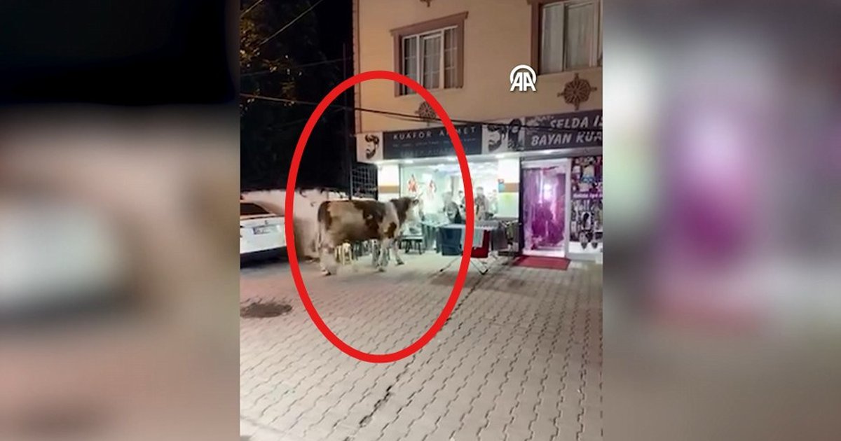 Kurbanlık Tosun Kaçtı: Kuaför Salonuna Girerek Paniğe Neden Oldu