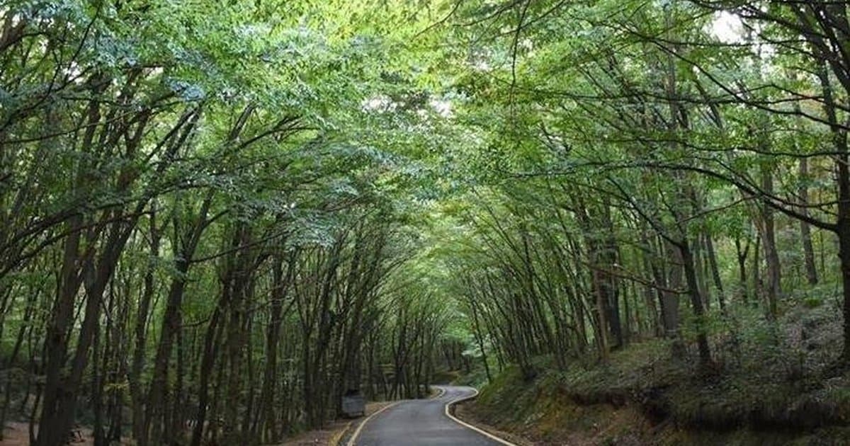 21 ilde orman sınırları dışına çıkarılan alanlar