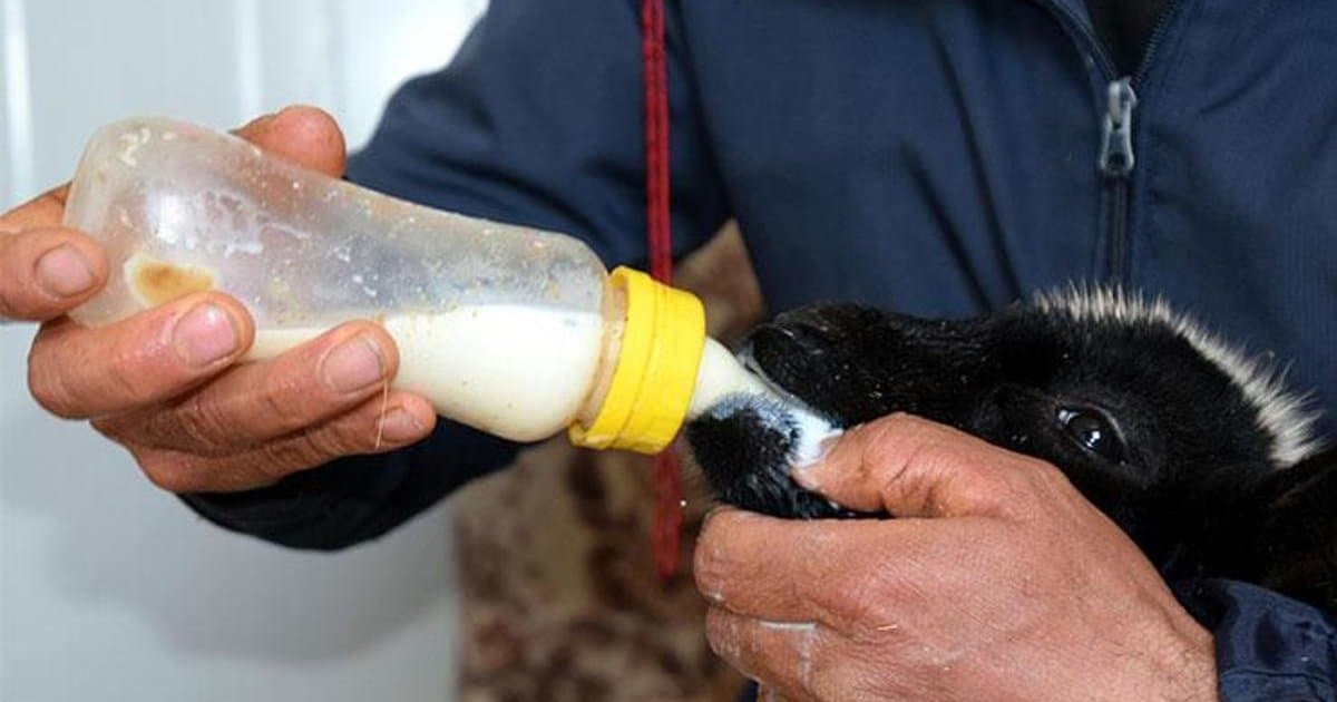 Evde kuzu besledi, biberonla büyütüyor