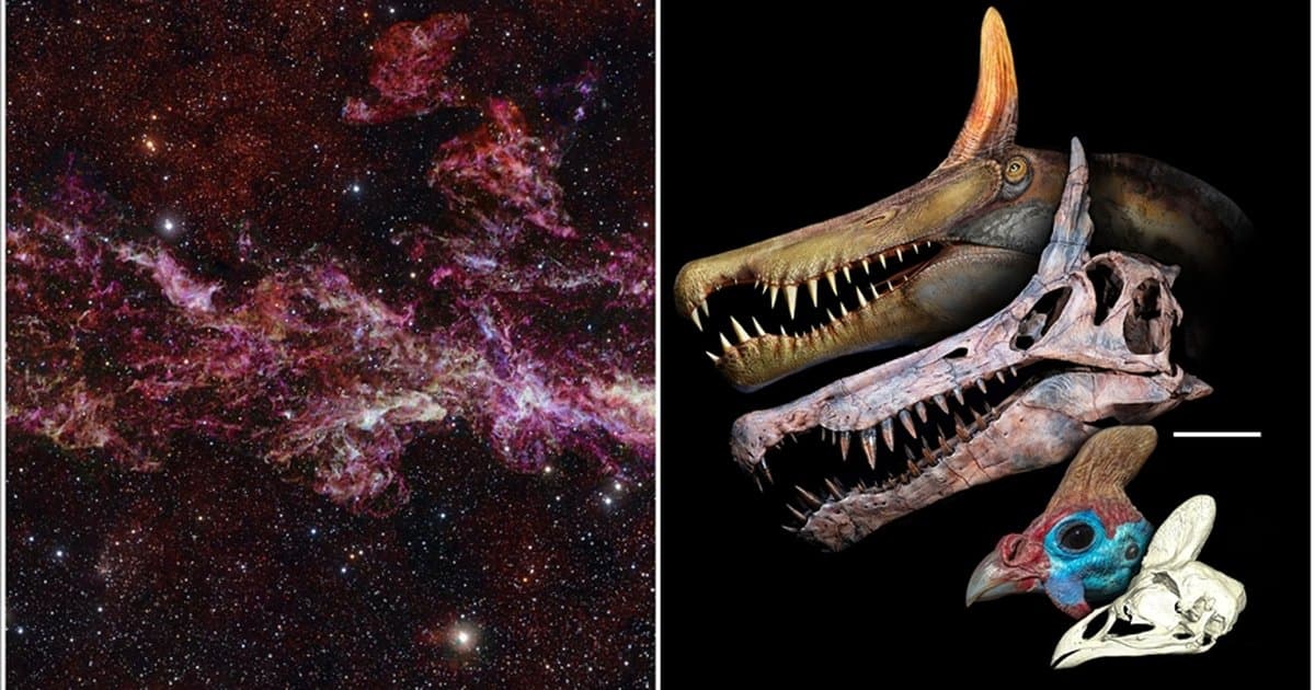 Şubattaki bilimsel gelişmeler: Yeni dinozor türü ve Samanyolu