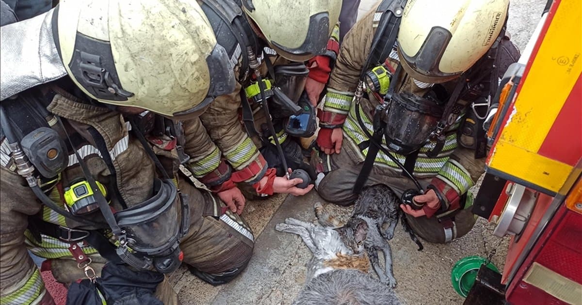 Ankara'da yangından etkilenen kediler hayata döndürüldü