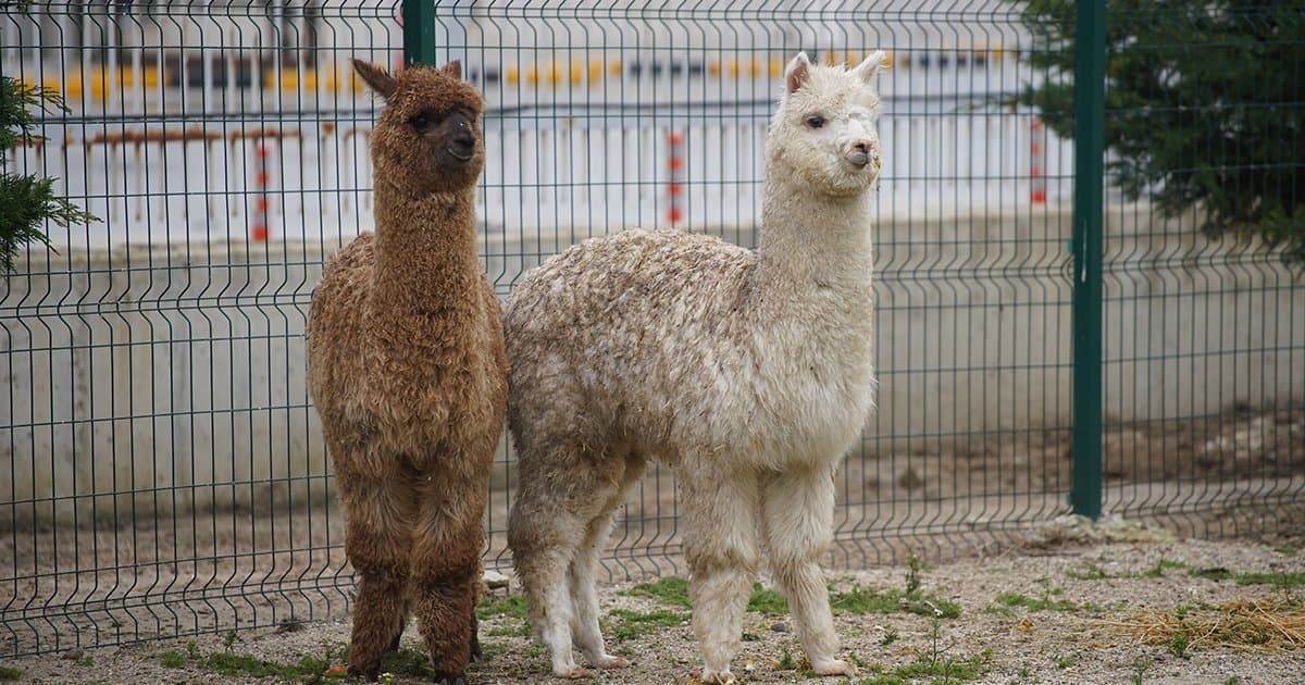 Şüphe üzerine durduruldu, içinden alpakalar çıktı