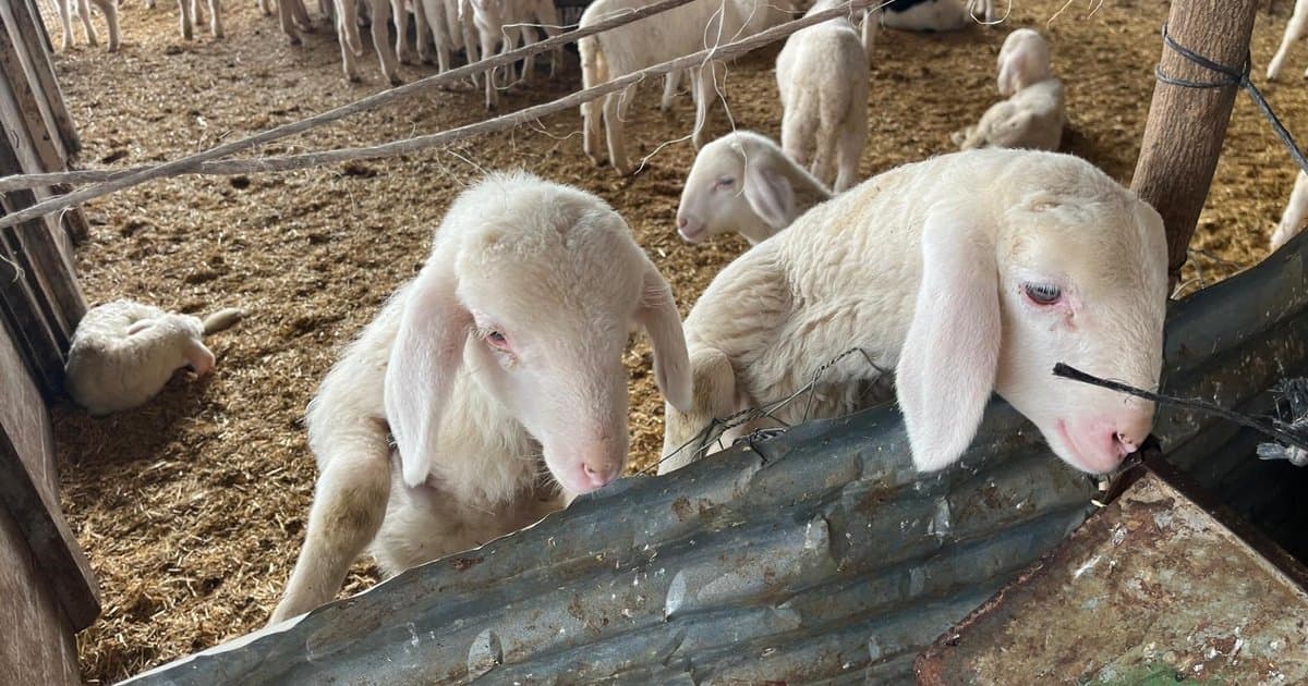 Kurbanlık pazarlıkları başladı, fiyatlar yükseldi