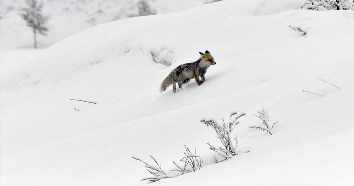 Kars ve Ardahan'da ilkbaharda kar etkili oldu