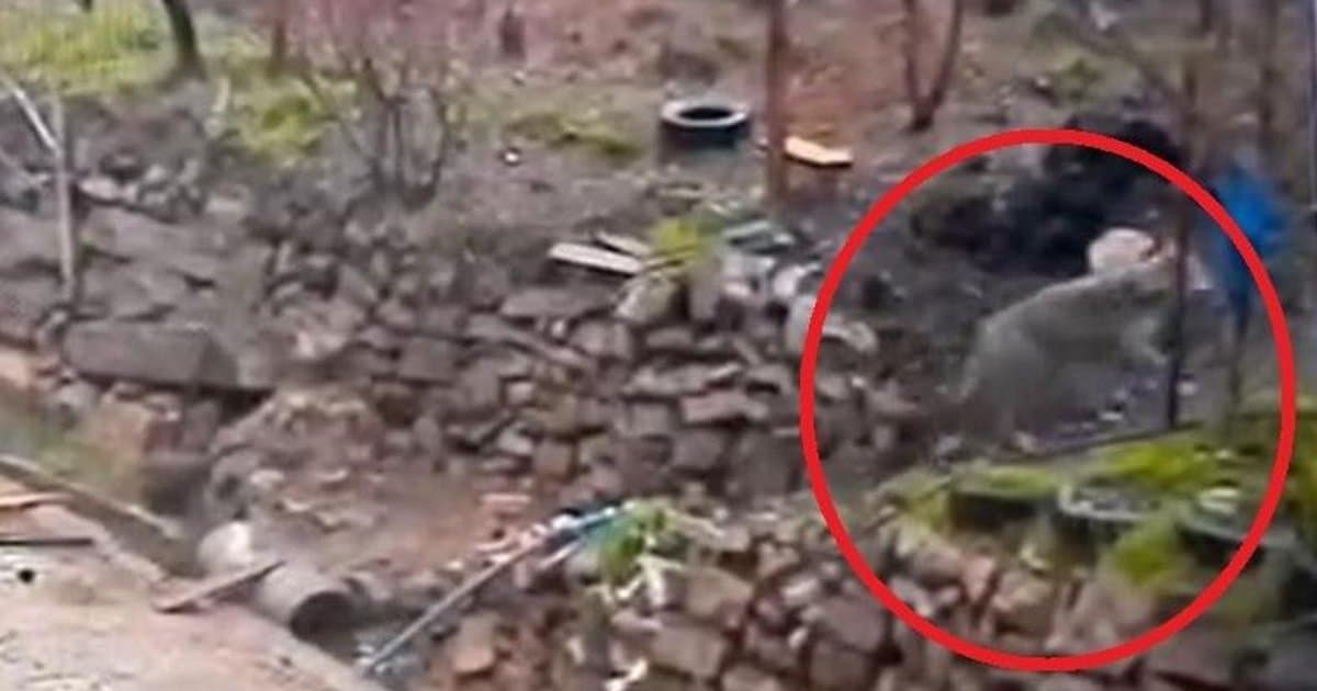 Adana'da aç kurt yerleşim yerine indi