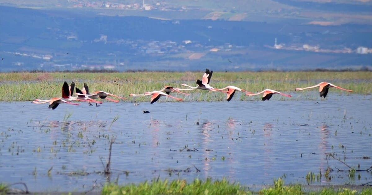 Marmara Gölü'nde göçmen kuş hareketliliği