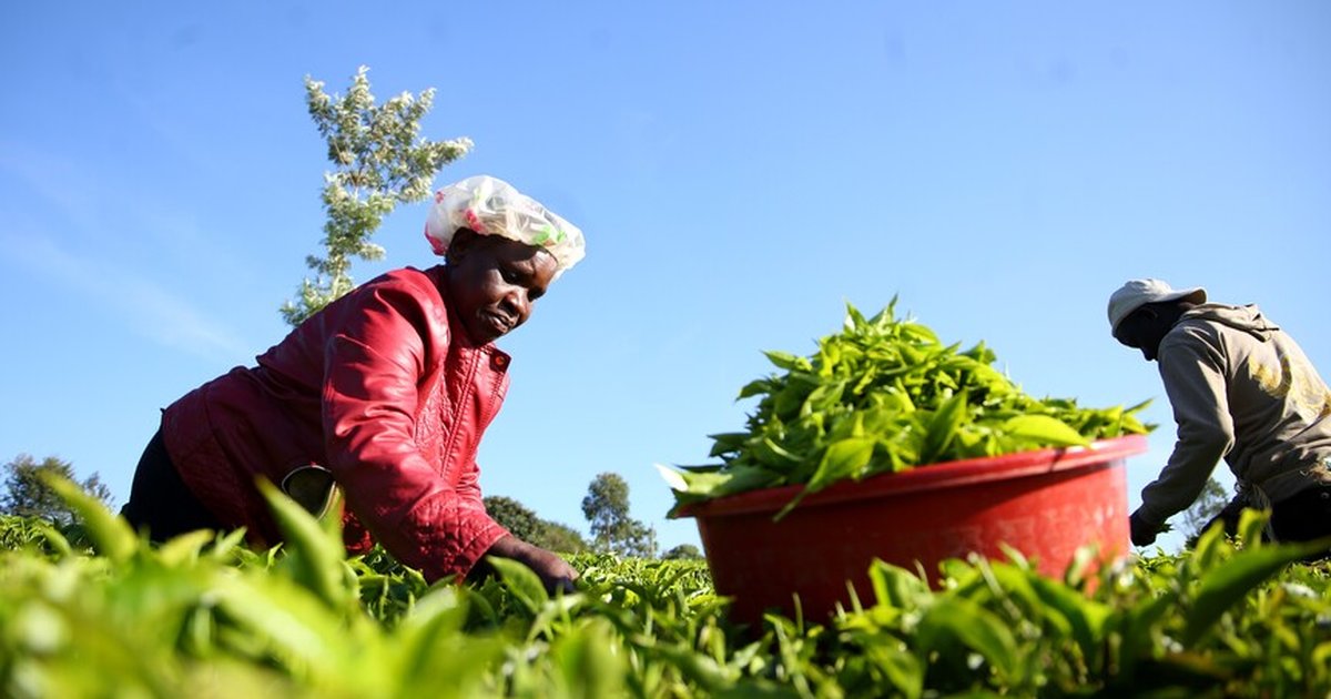 Afrika'da geleneksel çay kültürü ekonomik değer kazanıyor