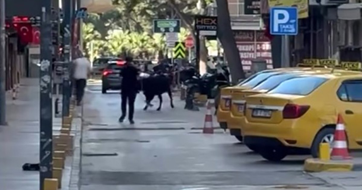İzmir'de kurbanlık dana kaçtı, panik yaşandı